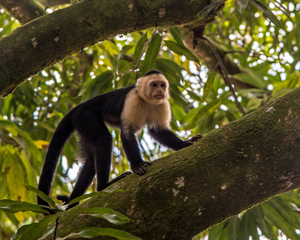Costa Rica White Faced Capuchin in Tree 2